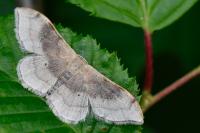 Idaea degeneraria