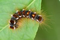 Euproctis chrysorrhoea
