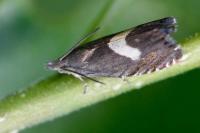 Dichrorampha petiverella