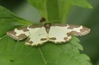 Lomaspilis marginata