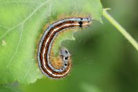 Malacosoma neustria