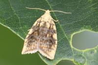 Aleimma loeflingiana