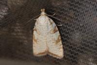 Aleimma loeflingiana