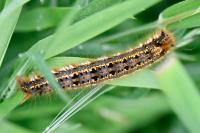 Euthrix potatoria