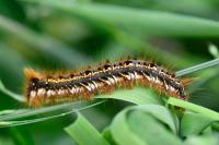 Euthrix potatoria