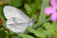 Leptidea sinapis