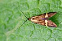 Nemophora degeerella