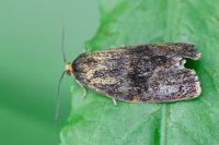 Ptycholoma lecheana