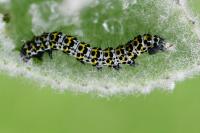 Cucullia verbasci