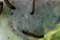Malacosoma neustria