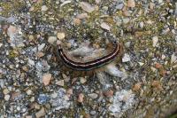 Malacosoma neustria
