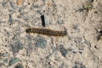 Malacosoma neustria