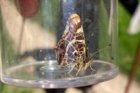 Araschnia levana