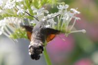 Macroglossum stellatarum