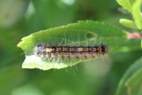 Lymantria dispar