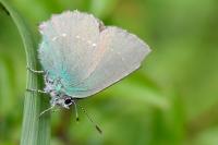 Callophrys rubi