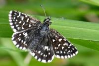 Pyrgus malvae