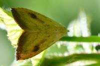 Rivula sericealis