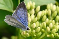 Celastrina argiolus