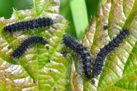 Saturnia pavonia