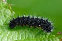 Saturnia pavonia