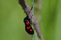 Zygaena trifolii