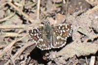 Pyrgus malvae