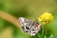 Pyrausta purpuralis