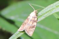 Aleimma loeflingiana