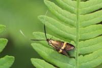 Nemophora degeerella