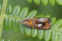 Olethreutes arcuella