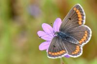 Aricia agestis