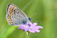 Aricia agestis