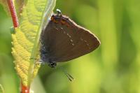 Satyrium ilicis