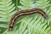 Malacosoma neustria