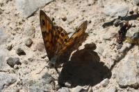 Lasiommata megera