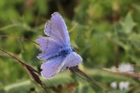 Polyommatus icarus
