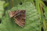 Euclidia glyphica