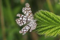 Chiasmia clathrata