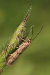 Homoeosoma sinuella