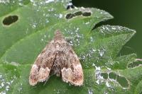 Anthophila fabriciana