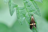 Nemophora degeerella