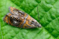 Olethreutes arcuella