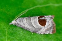 Notocelia uddmanniana