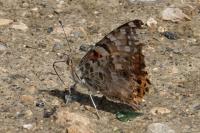 Vanessa cardui