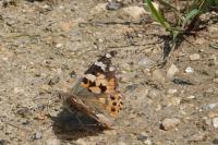 Vanessa cardui