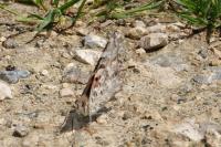 Vanessa cardui