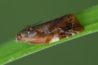 Ditula angustiorana