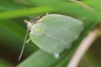 Tortrix viridana