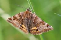Euclidia glyphica